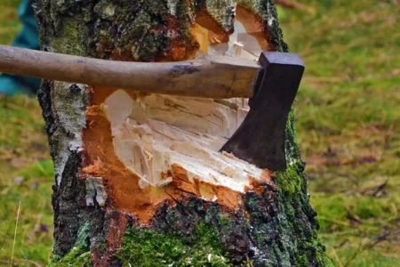 Үйимиздиң алдындағы тереклерди кесиўге руқсат алыныўы керек пе?