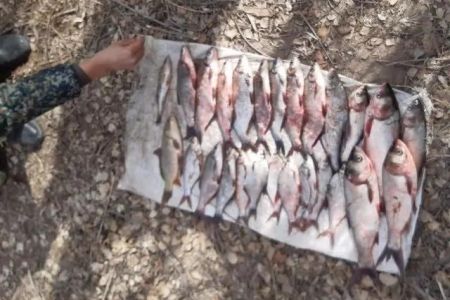 Мойнақта еки пуқара нызамға қайшы түрде балық аўлады. Оларға жәми 4 миллион сумға шамалас жәрийма есапланды