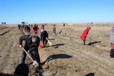 Мойнақтағы экоакцияда 60 мыңнан аслам нәл отырғызылды