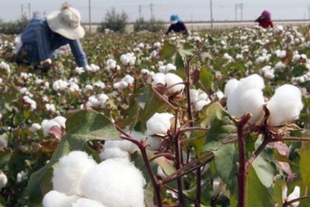 Мәжбүрий мийнетке тартыў жағдайларын әшкаралаў мақсетинде Telegram-bot жаратылды