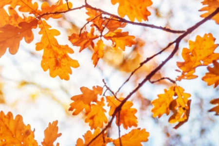 22-октябрь күни Қарақалпақстанда ҳаўа райы қандай болады?