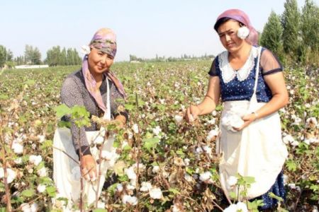 Быйылғы пахта териминде неше сум ислеп табыў мүмкин? Теримшилер ушын қандай шараятлар жаратылған?