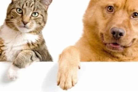 Ийт ҳәм пышықларды сақлаўда нелер қадаған етиледи?