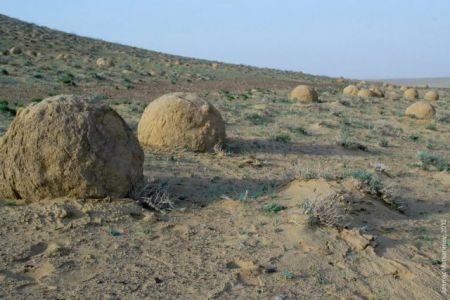 Әмиўдәрьядағы 50 миллион жыллық «динозавр мәйеклери» ҳаққында билесиз бе?