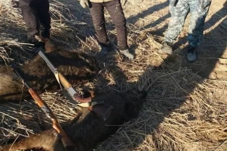 Мойнақта жабайы шошқаларды нызамға қайшы түрде аўлаған пуқаралар усланды