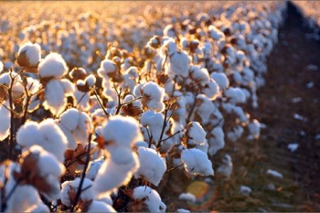 2018-жылғы пахта мәўсиминде 200 ден аслам жуўапкер шахсларға жаза шаралары қолланылған