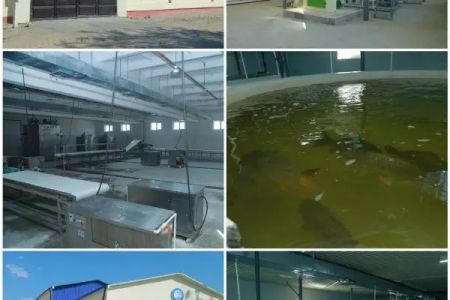 Нөкисте жылына 200 тонна балық ҳәм 5 000 тонна жем жетистириў қуўатлылығына ийе кәрхана иске түсти