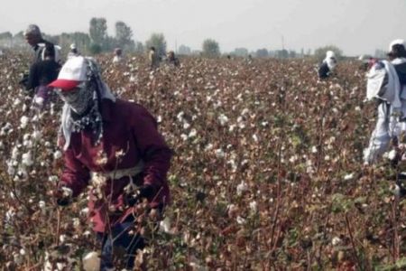 Өзбекстанда пахтаны не ушын бюджет мәкемелериниң хызметкерлери ҳәм студентлер терген?