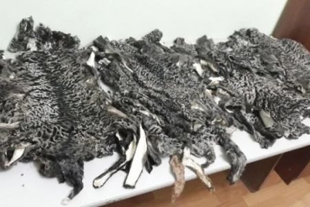 Қарақалпақстанда 20 миллион сўмлық қаракөл терилери сырт елге шығып кетиўиниң алды алынды