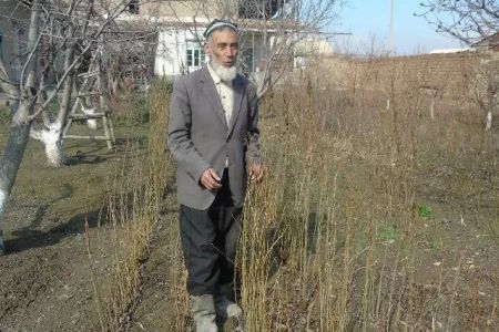 Ферғаналы мийнет ветераны Қарақалпақстан ушын 1 000 дана тут нәлин жибермекши. Ол нәллерди кимге, қалай жибериў бойынша жәрдем сорамақта