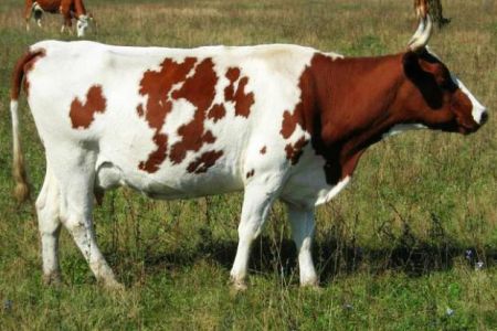 Қарақалпақстан ветеринария комитети «Озодлик» радиосындағы материалға жуўап берди