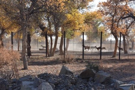 Орайлық Азия тоғайлықларының 20 процентин қурайтуғын Қарақалпақстандағы биорезерватқа пресс-тур (+фото)