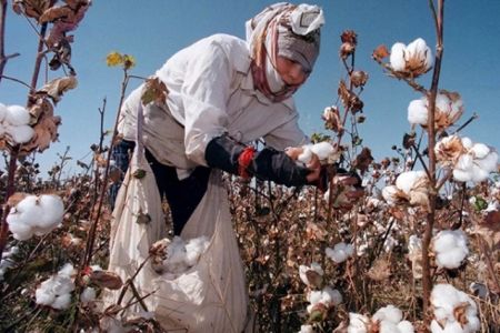 Қарақалпақстанда пахта терими мапазында мәжбүрий мийнетке жол қойған 7 басшы жуўапкершиликке тартылды. Олардың төртеўи мектеп директоры