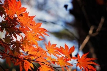 13-ноябрь күни Қарақалпақстанда күтилетуғын ҳаўа райы мағлыўматы