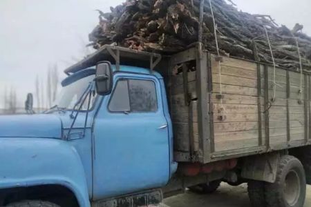 Жыңғыл өсимлигин шаўған пуқара жәриймаға тартылды